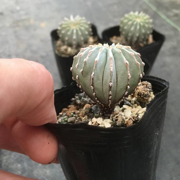 楽天市場】サボテン：ゲオヒントニア メキシカーナ 実生*3cm : 遊恵