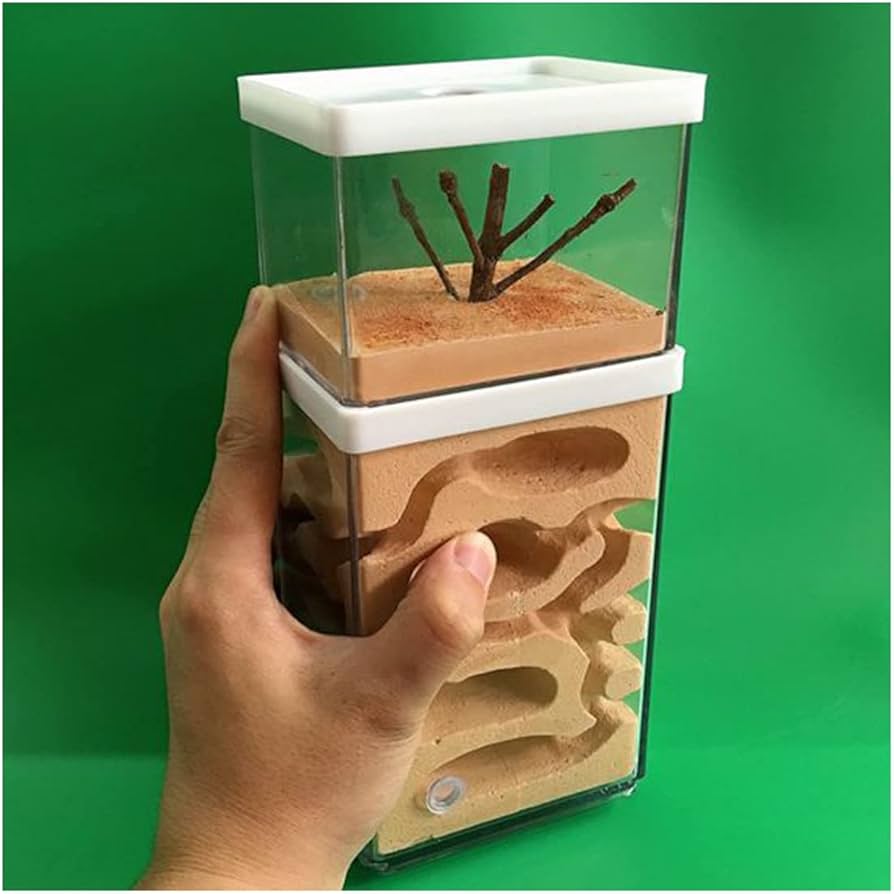 Amazon.co.jp: アリの巣 石膏製アリの巣 観察キットアリ飼育キット蟻