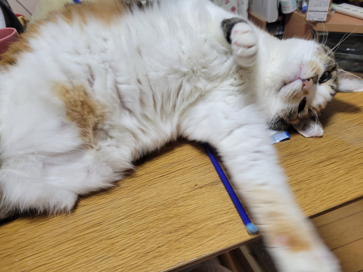 おはよう三毛猫 喧嘩売ってるのだけは分かるよ with今朝の良太郎