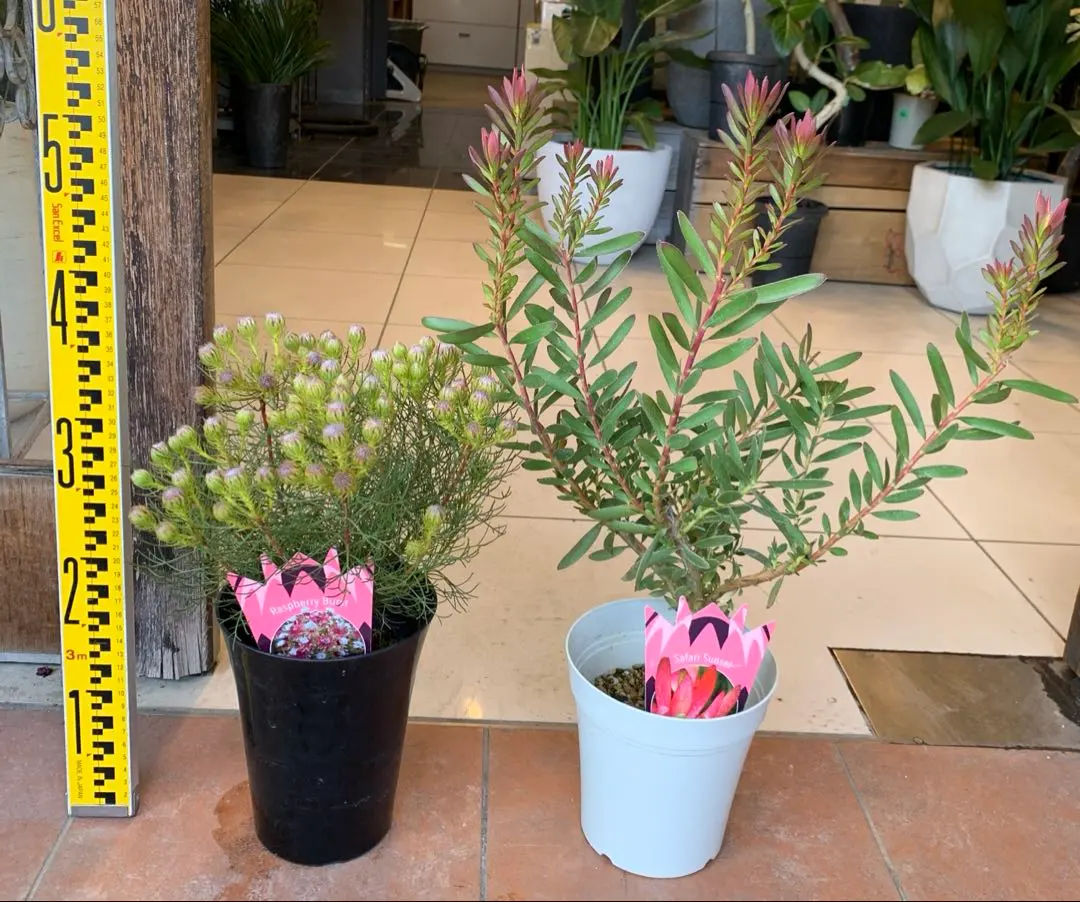 2026年最新】セルリア 種の人気アイテム - メルカリ