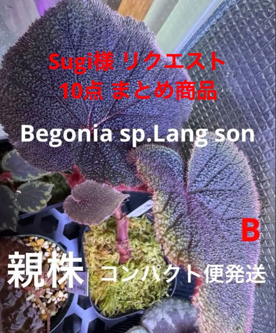 Sugi様 リクエスト 10点 まとめ商品 平成懐かしい『スージー・ズー』×サンキューマートのコラボ雑貨が登場