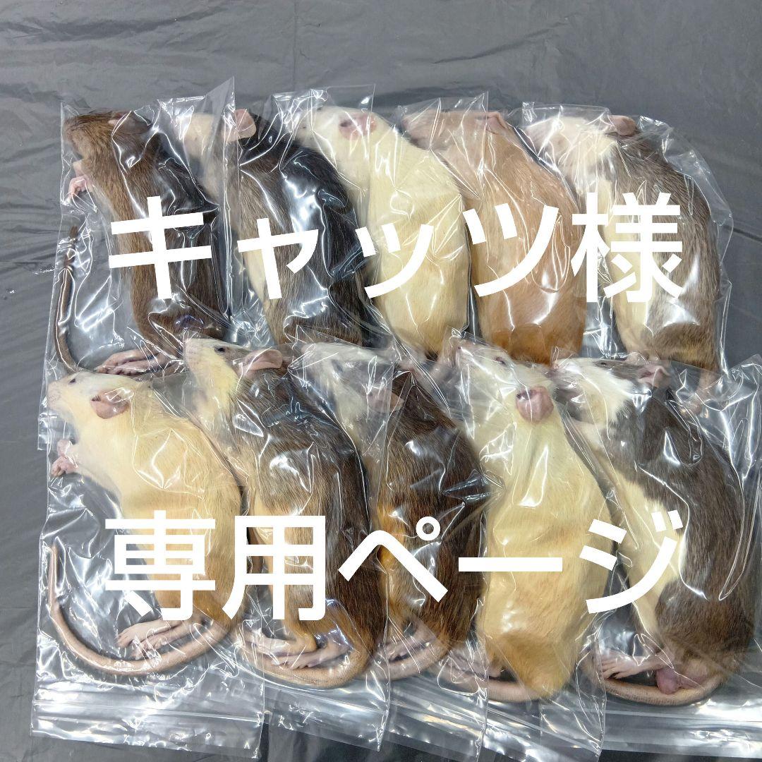 冷凍ラット 53d68907d7548a4230b92d1dac5ce4